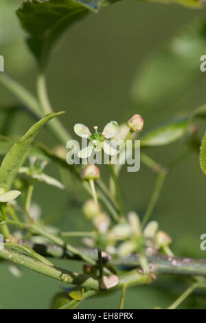 L'arbre de fusée ; Euonymus europaeus ; Fleur ; Cornwall UK Banque D'Images