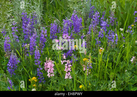 Divers : fleurs sauvages lupin argenté, géranium, sauvages et Penstemon Banque D'Images