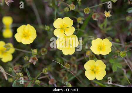 Tormentille Potentilla erecta ; Fleur ; Cornwall, UK Banque D'Images