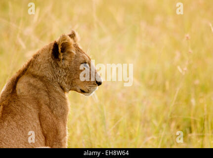 L'African Lion cub dans le Masai Mara, Kenya Banque D'Images