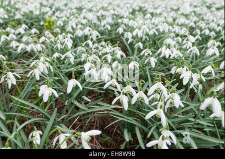 Première fleur de nouvelle année, Close up of common snowdrop fleurs dans un pré de délicates fleurs blanches Banque D'Images
