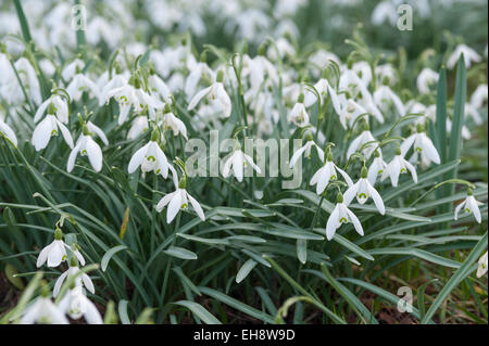 Première fleur de nouvelle année, Close up of common snowdrop fleurs dans un pré de délicates fleurs blanches Banque D'Images