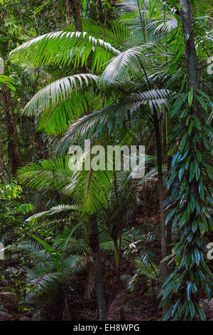 La végétation luxuriante forêt tropicale avec palmiers et d'épiphytes en parc national de Daintree, Queensland, Australie Banque D'Images