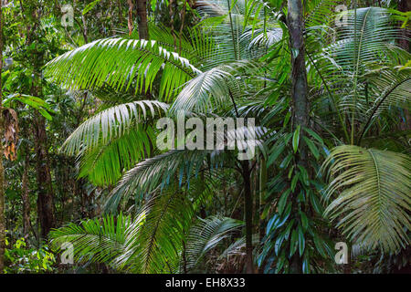 La végétation luxuriante forêt tropicale avec palmiers et d'épiphytes en parc national de Daintree, Queensland, Australie Banque D'Images