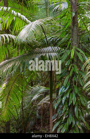 La végétation luxuriante forêt tropicale avec palmiers et d'épiphytes en parc national de Daintree, Queensland, Australie Banque D'Images