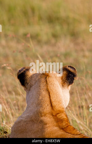 Lionne africaine Masai Mara, Kenya Banque D'Images