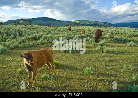 Veau de bison dans le Parc National de Yellowstone, Wyoming, United States. Banque D'Images