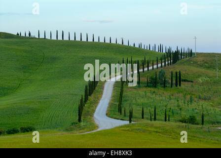 Cyprès le long de la route de campagne sinueuse, Toscane, Italie Banque D'Images