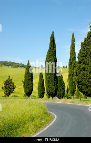 Cyprès le long de la route courbe au printemps, près de Monticchiello (site du patrimoine mondial de l'UNESCO), Val d'Orcia, Toscane, Italie Banque D'Images