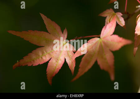 Acer palmatum 'Corallinum'. Sir Harold Hillier Gardens. Banque D'Images