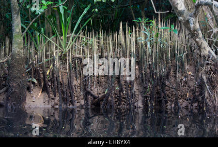 Des racines aériennes dans une forêt de mangrove, parc national de Daintree, l'Australie Banque D'Images