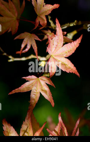 Acer palmatum 'Corallinum'. Sir Harold Hillier Gardens. Banque D'Images