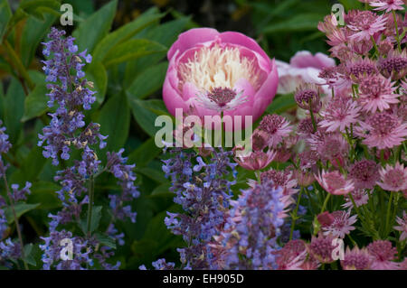 Paeonia 'Bowl of Beauty' plantés d'Astrantia major 'ROMA' et Nepeta Banque D'Images