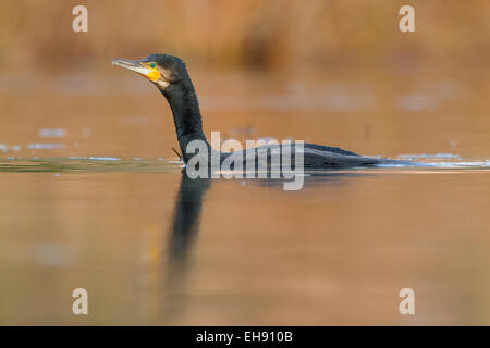 En plumage d'hiver grand cormoran Phalacrocorax carbo sinensis ; Banque D'Images