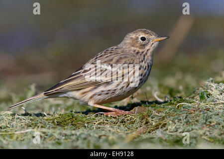 Meadow Pipit spioncelle Anthus pratensis ; Banque D'Images