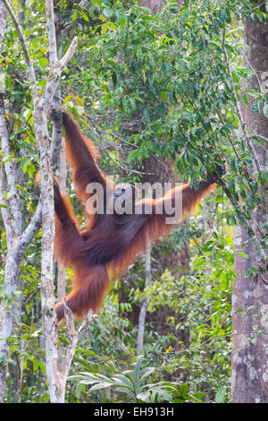 Mâle sub-adulte orang-outan (Pongo pygmaeus) en forêt tropicale, Sarawak, Malaisie Banque D'Images