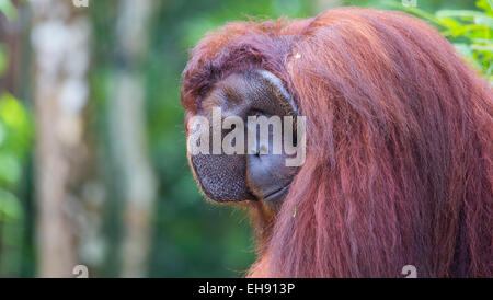 Mâle Alpha orang-outan (Pongo pygmaeus), Sarawak, Malaisie Banque D'Images