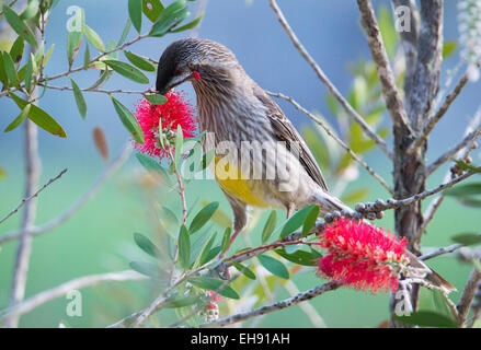 Wattlebird Anthochaera carunculata (rouge) sur l'alimentation, de l'Australie de fleurs rouge Callistemon Banque D'Images