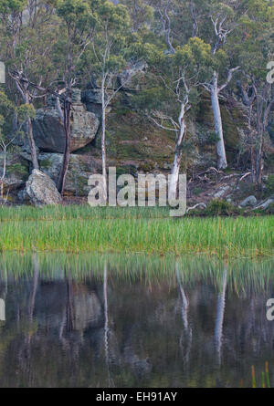 Réflexions de l'eucalyptus forest et de grès rock en marge de Dunn's Swamp, du Parc National Wollemi, en Australie Banque D'Images