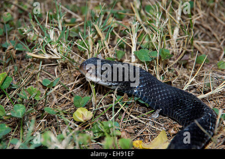 Racer noire du nord, Coluber constrictor constrictor, serpent, reptile, Serpent d'Amérique du Nord, colubridé Banque D'Images