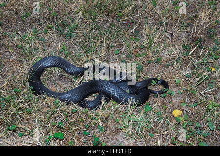 Racer noire du nord, Coluber constrictor constrictor, serpent, reptile, Serpent d'Amérique du Nord, colubridé Banque D'Images