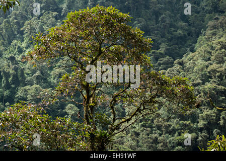 Arbre émergent au-dessus de la canopée, Mindo Cloudforest, Equateur, Amérique du Sud Banque D'Images