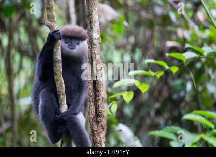 Purple-face (Semnopithecus vetulus), la réserve forestière de Sinharaja, Sri Lanka Banque D'Images