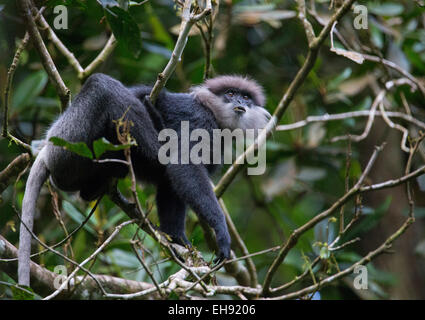 Purple-face (Semnopithecus vetulus), la réserve forestière de Sinharaja, Sri Lanka Banque D'Images