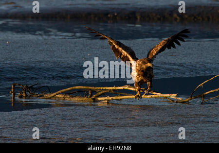 Jeune aigle à tête blanche (Haliaeetus leucocephalus) au crépuscule à Valdez, en Alaska Banque D'Images