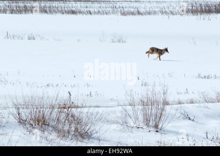 Un coyote va à travers un champ couvert de neige dans l'Indiana. Banque D'Images