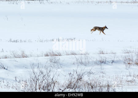 Un coyote va à travers un champ couvert de neige dans l'Indiana. Banque D'Images