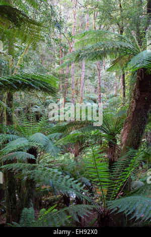 Les fougères arborescentes (Dicksonia antarctica) dans une luxuriante forêt tropicale, St Columba Falls State Reserve, Tasmanie, Australie Banque D'Images