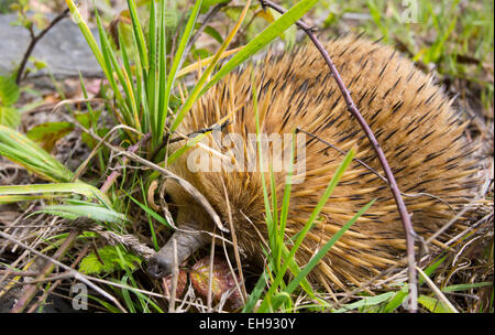 Échidné à nez court (Tachyglossus aculeatus) dans une posture défensive ball, Tasmanie, Australie Banque D'Images