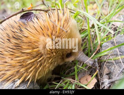 Échidné à nez court (Tachyglossus aculeatus), Tasmanie, Australie Banque D'Images
