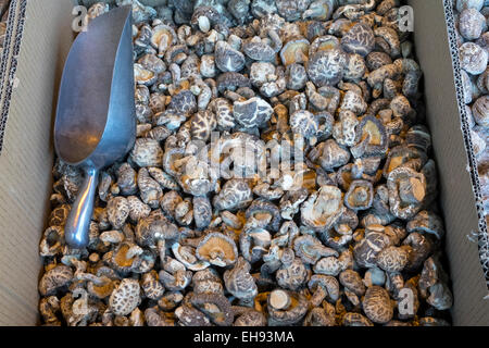 Champignons shiitake asiatique séché pour la vente au marché de Chinatown à New York City Banque D'Images