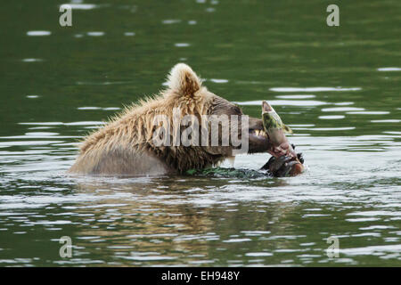 Ours brun côtier (Ursus arctos) se régalant sur le saumon frai dans le parc national de Katmai, en Alaska Banque D'Images