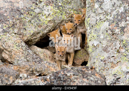 Le Coyote (Canis latrans) les petits à den dans le Parc National de Yellowstone, Wyoming Banque D'Images