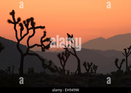 Une scène juste après le coucher du soleil dans le parc national Joshua Tree, Californie Banque D'Images