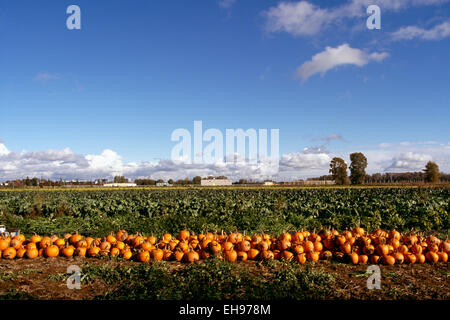 Vallée du Fraser, en Colombie-Britannique, Colombie-Britannique, Canada - récolte de citrouilles en champ de citrouille (Cucurbita pepo), temps de récolte Banque D'Images