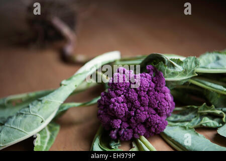 Chou-fleur violet « Graffiti » Banque D'Images