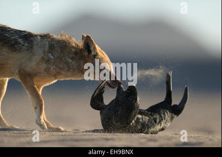 Chacal noir soutenu (Canis mesomelas) attaque Cape fur seal pup (Arctocephalus pusillus), Tsau-ǁKhaeb-(Sperrgebiet)-Nationalpark, Namibie | Schabrackenschakal (Canis mesomelas) erbeutet Kap-Pelzrobbe (Arctocephalus pusillus pusillus), auch Südafrikanischer Seebär genannt. Sperrgebiet Parc National, la Namibie Banque D'Images