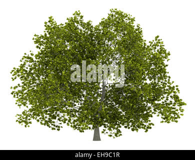 American beech tree isolé sur fond blanc Banque D'Images