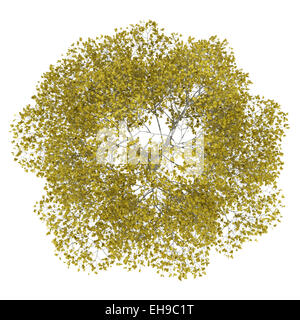 Vue de dessus de l'arbre d'automne hêtre américain isolé sur fond blanc Banque D'Images