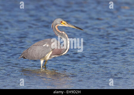 Aigrette tricolore ou de la Louisiane (Egretta tricolor) pêche adultes en eau peu profonde, Florida, USA Banque D'Images