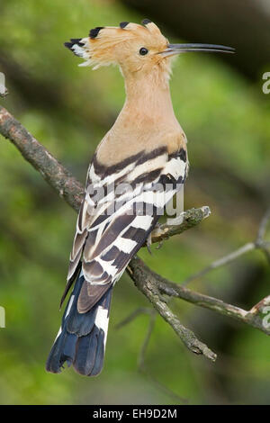 Huppe fasciée (Upupa epops européenne) des profils perché dans l'arbre près de nid, Bulgarie, Europe Banque D'Images