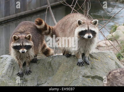 L'Amérique du Nord ou du nord deux ratons-laveurs (Procyon lotor) au Zoo de Blijdorp de Rotterdam, Pays-Bas Banque D'Images