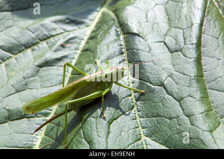 Grand vert brousse cricket Tettigonia viridissima sur feuille insecte faune nature sauterelle à cornes longues Locust femelle Bushcricket Katydid Banque D'Images