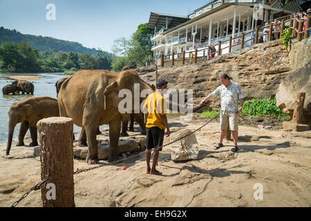 Les éléphants d'Asie dans la rivière, orphelinat Pinnawala Elephant, Kegalle, Sri Lanka Banque D'Images