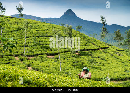 La cueillette du thé, plantation de thé, près de Hatton, Province du Centre, au Sri Lanka, en Asie Banque D'Images