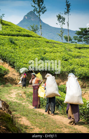 Les femmes travaillant dans une plantation de thé, ce qui porte leur récolte d'être pondérés, près de Hatton, au Sri Lanka, en Asie Banque D'Images